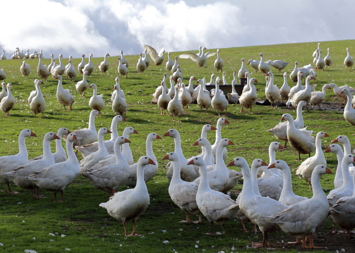 Brisbourne Geese for Christmas